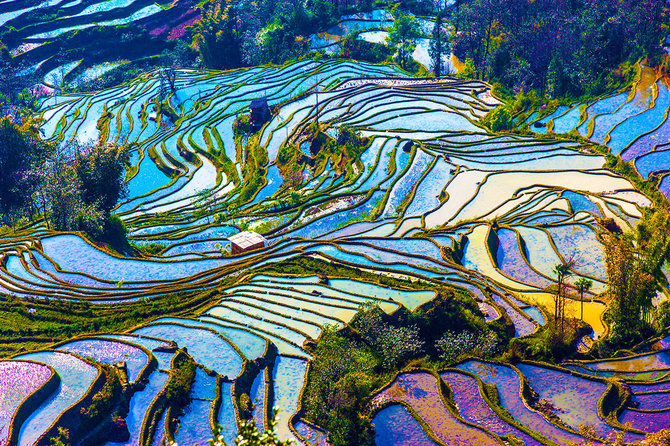 Shutterstock nuotr./Juanjango ryžių terasos, Kinija