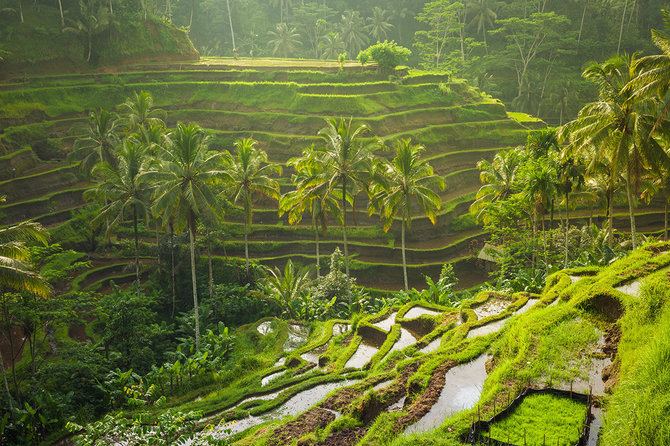 Shutterstock nuotr./Tegalalang ryžių terasos, Balio sala, Indonezija