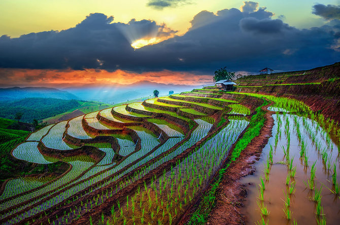 Shutterstock nuotr./Čiangmajaus apylinkių ryžių terasos, Tailandas