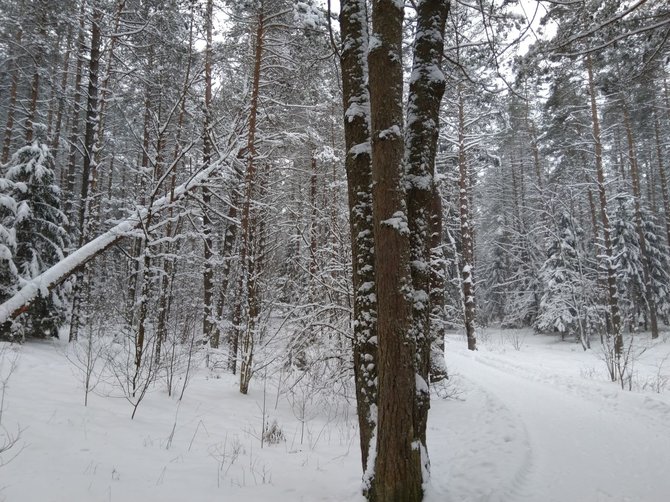 Valstybinių miškų urėdijos nuotr./Liudiškių kalva