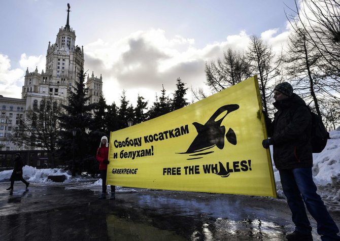 „Greanpeace“ aktyvistai Maskvoje protestuoja ir reikalauja orkų bei baltųjų banginių paleidimo į laisvę