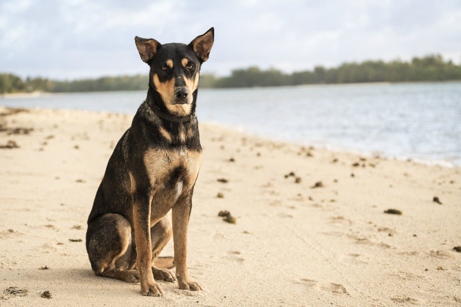 Tado Pakalniškio nuotr./Rarotonga