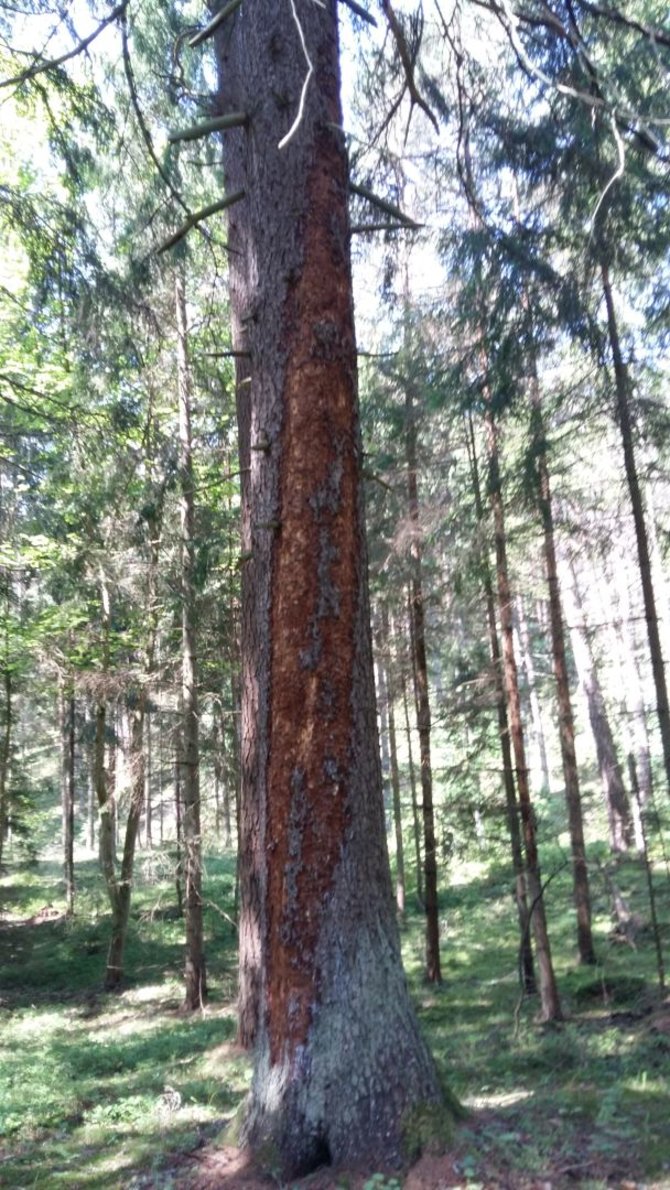 Valstybinių miškų urėdijos nuotr./Juodkrantės sengirė gelbėjama nuo medžius pažeidžiančių kenkėjų