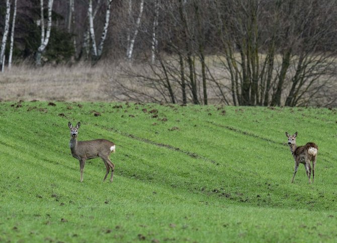 Selemono Paltanavičiaus nuotr./ Stirnos želmenyse praleidžia visą dieną