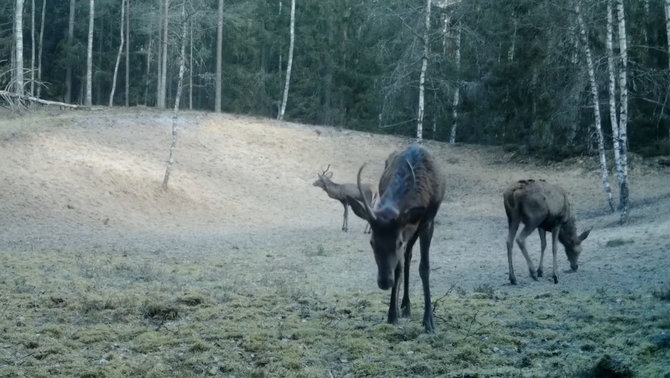 Stopkadras/Viešvilės rezervate šėlstantys taurieji elniai