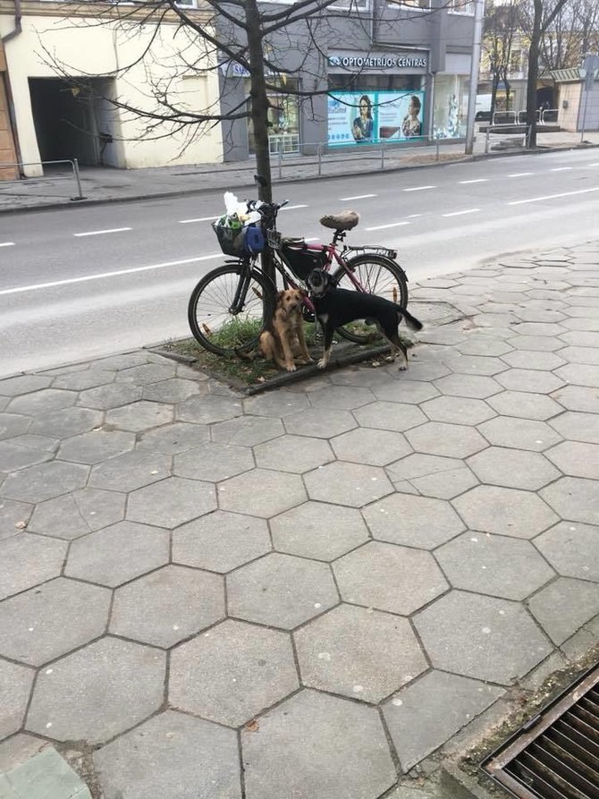 15min skaitytojo nuotr./Pririšti šunys