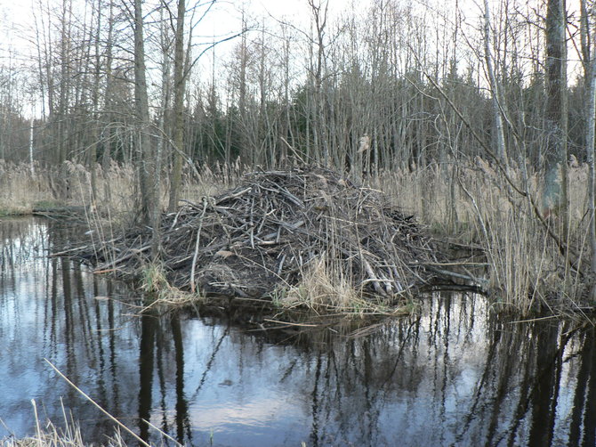 Olgirdos Belovos nuotr./Bebro trobelė