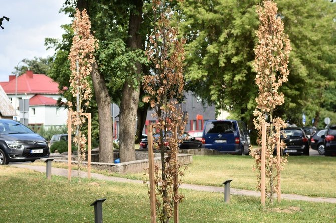 Rimvydo Ančerevičiaus nuotr./Rekordinė kaitra nepasigailėjo Panevėžio centre augančių ąžuoliukų