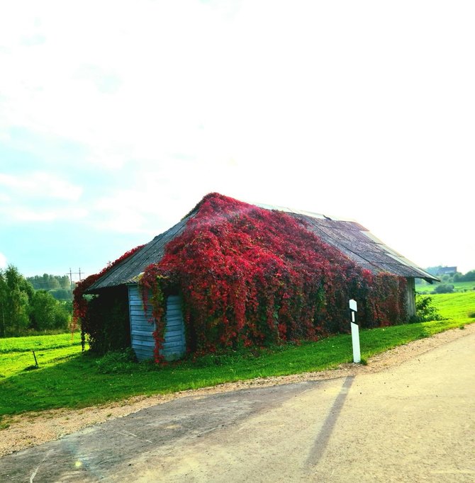 asmeninio archyvo nuotr./Raudonais vijokliais pasipuošęs Žaliaduonių ūkinis pastatas