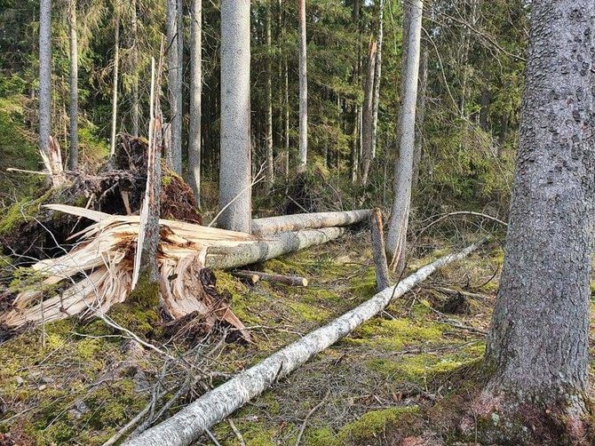 Audros padariniai Šilutės rajone