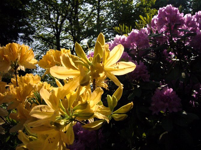 Valstybinių miškų urėdijos nuotr./Dubravos arboretume skleidžiasi rododendrų kolekcija