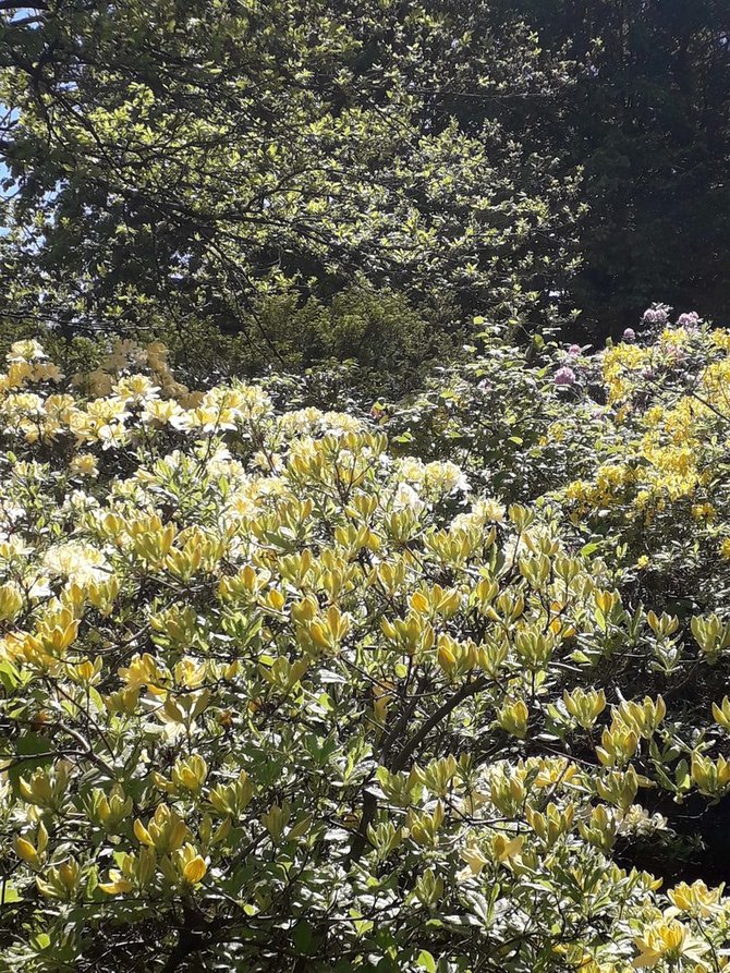 Valstybinių miškų urėdijos nuotr./Dubravos arboretume skleidžiasi rododendrų kolekcija