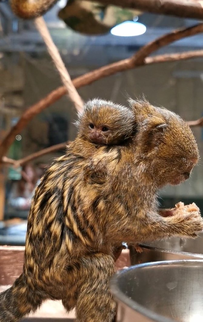 Pranešimo autorių nuotr./Vilniaus zoologijos sode gimė mažiausių beždžionių pasaulyje jaunikliai