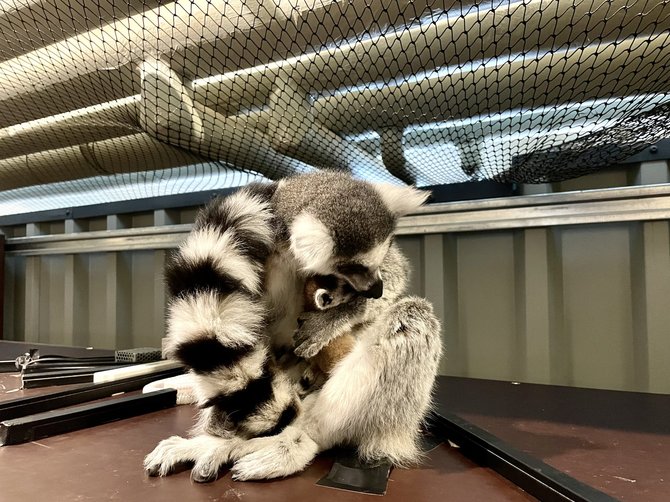 Pranešimo autorių nuotr./Zoologijos sode Vilniuje gimė lemūrų jaunikliai