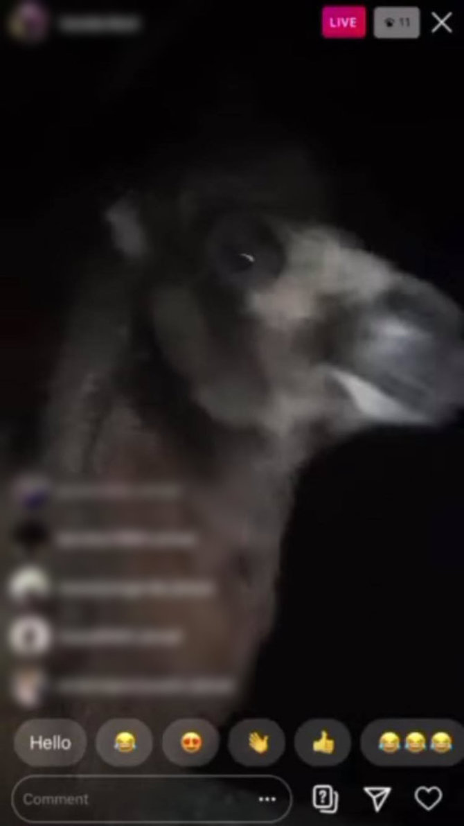 Stopkadro nuotr./Viename vaizdo įraše buvo užfiksuotas kupranugaris