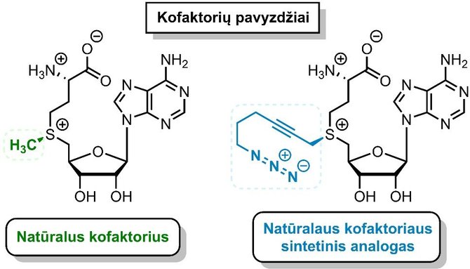 Dokt. Martyno Malikėno schema/Kofaktoriai