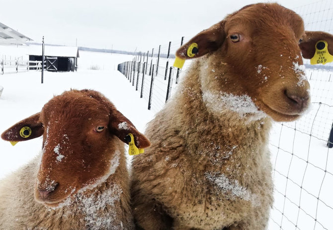 Asmeninio albumo nuotr./Egzotiški gyvūnai Dargaičių mini zoologijos sode