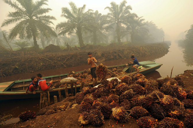 „Reuters“/„Scanpix“ nuotr./Palmių aliejaus plantacija Indonezijoje