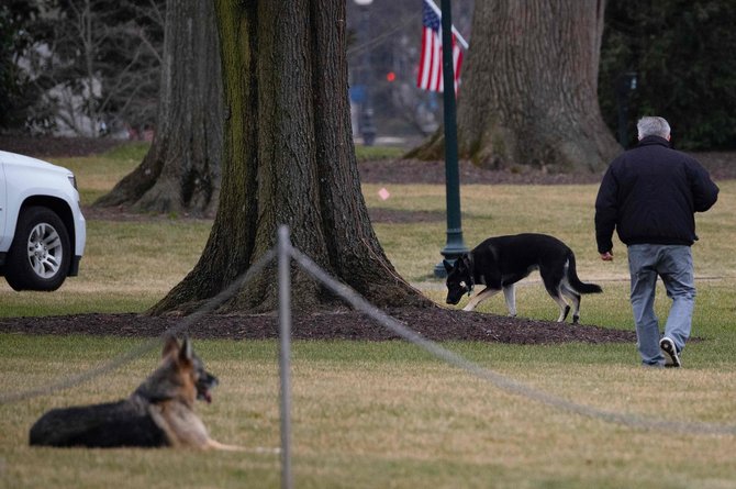 AFP/„Scanpix“ nuotr./Joe ir Jill Bidenų šunys Majoras ir Champas