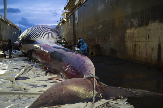„Scanpix“/„ZUMAPRESS.com“ nuotr./Italijoje rastas milžiniškas negyvas banginis