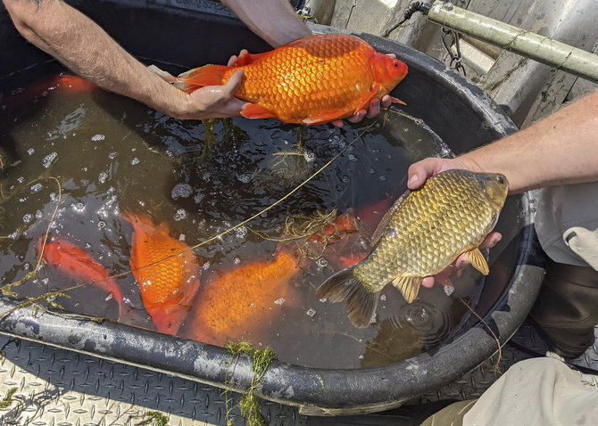 „Scanpix“/AP nuotr./Auksinės žuvėlės Minesotoje