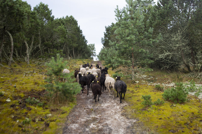 Mildos Laužikaitės nuotr./„Nomads“, 2021 m.