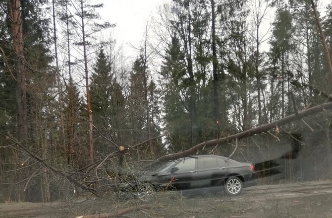 15min nuotr./Pavilnyje penktadienį medis užvirto ant automobilio