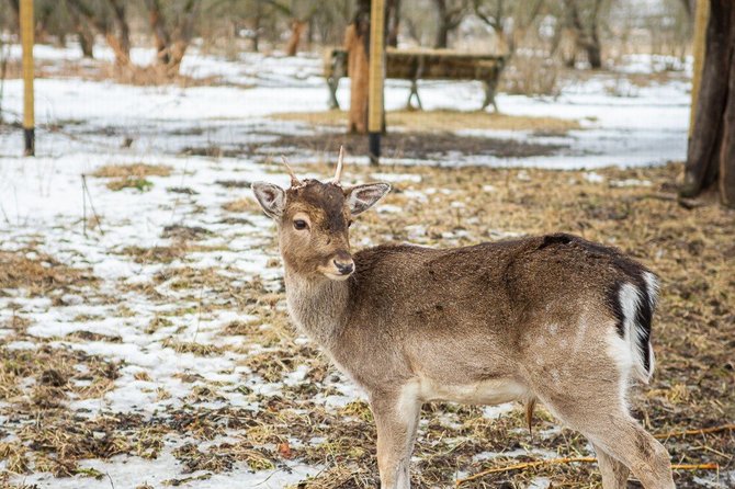 Rimvydo Ančerevičiaus/„Jūsų Panevėžys“ nuotr./Bistrampolio zoologijos sodas