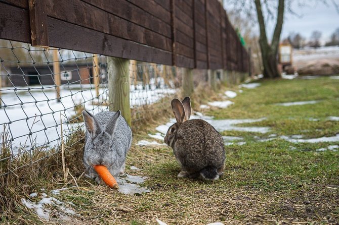 Rimvydo Ančerevičiaus/„Jūsų Panevėžys“ nuotr./Bistrampolio zoologijos sodas