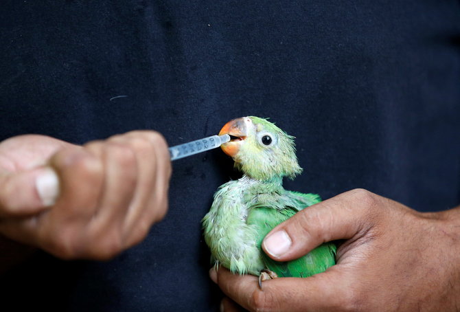 „Reuters“/„Scanpix“ nuotr./Paukštis girdomas vandens ir vitaminų mišiniu