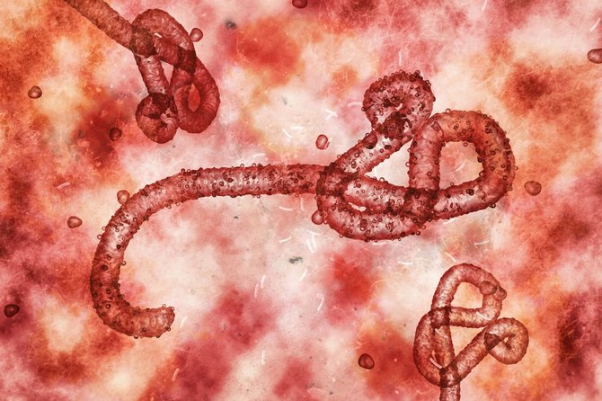 123RF.com nuotr./Ebolos virusas