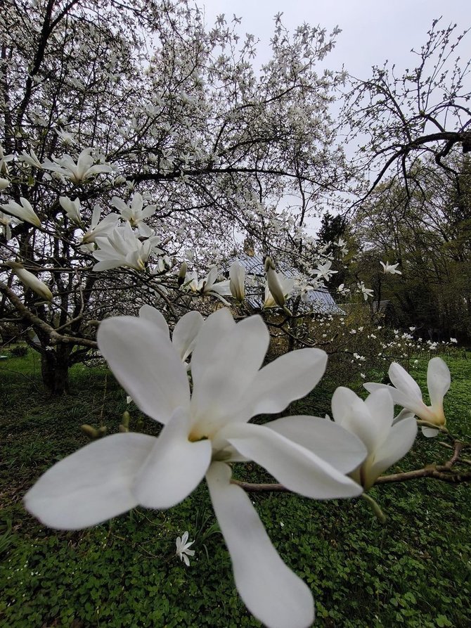 Asmeninio arch.nuotr./Tado Ivanausko sodyboje žydi magnolijos