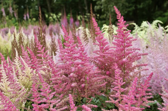 Kauno Botanikos sodo nuotr./Astilbe 'Granat'