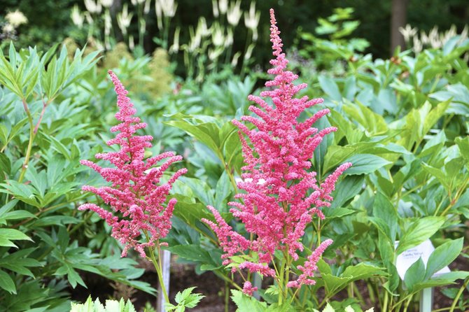 Kauno Botanikos sodo nuotr./Astilbe 'Coral Island'2