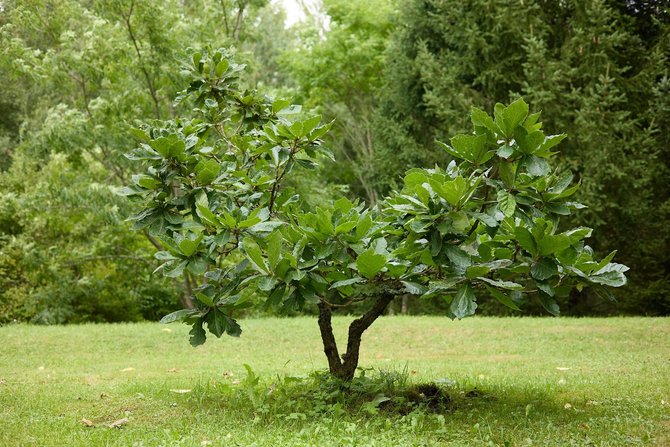 Vilniaus universiteto botanikos sodo nuotr./Ažuoliukas (Quercus dentata)