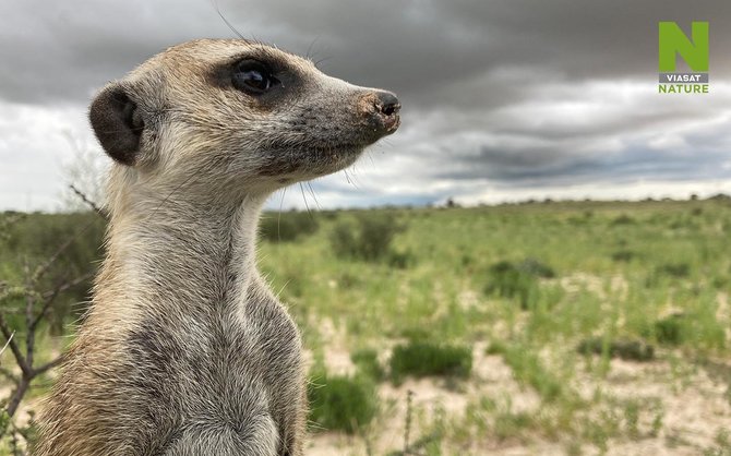 Viasat nuotr. /10 dalykų, kurių greičiausiai nežinojote apie surikatas