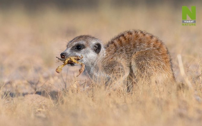 Viasat nuotr. /10 dalykų, kurių greičiausiai nežinojote apie surikatas