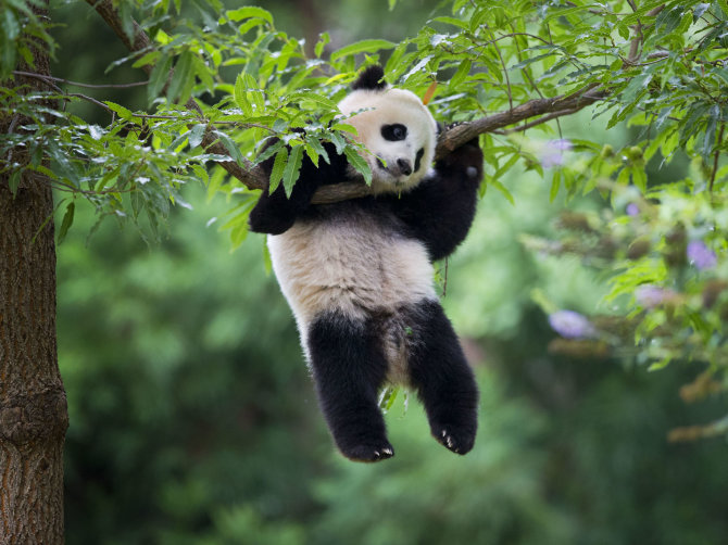 AFP/„Scanpix“ nuotr./Didžioji panda