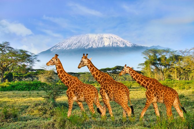Shutterstock nuotr. / Kenija
