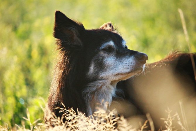 „PetCity“ nuotr./Senjoras augintinis