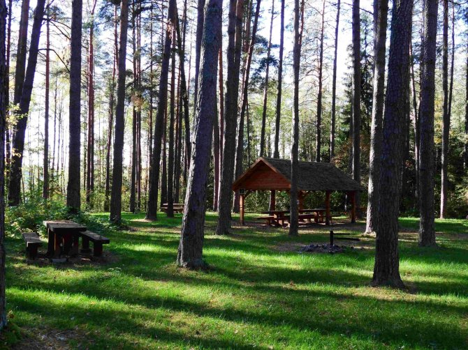 Valstybinių miškų urėdijos nuotr. / Almajo stovyklavietė