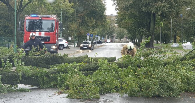 15min skaitytojo nuotr./Didelė liepa Klaipėdoje užtvėrė gatvę