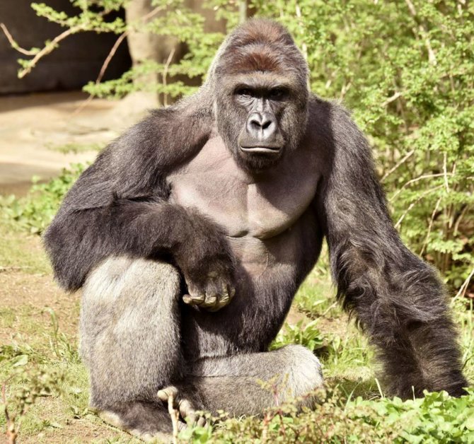 „Reuters“/„Scanpix“ nuotr./Sinsinačio zoologijos sode gyvenusios gorilos jau nebėra. 