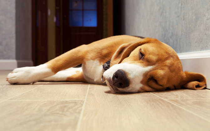 „Fotolia“ nuotr./Ant grindų miegantis šuo