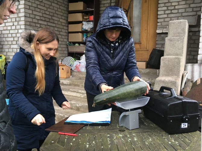 Aurelijos Jašinskienės/15min.lt nuotr./Vitės kvartale buvo renkamos čia augintos daržovės. Tirta, ar jos nėra užterštos sunkiausiais metalais.