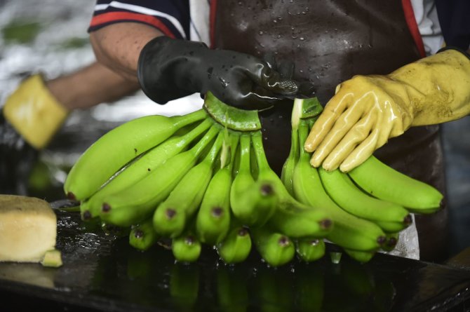 AFP/„Scanpix“ nuotr./Darbas vienoje iš Ekvadoro bananų plantacijų