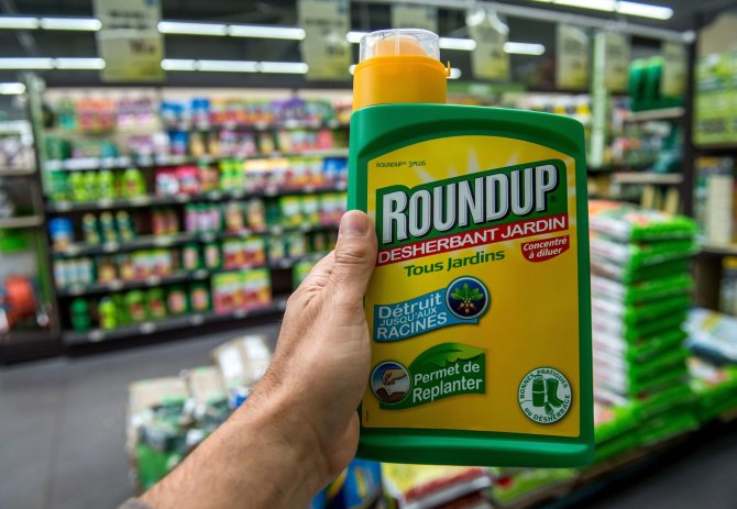 AFP/„Scanpix“ nuotr./Glifosatas pradėtas naudoti kaip piktžolių naikinimo priemonės „Roundup“ aktyvioji medžiaga