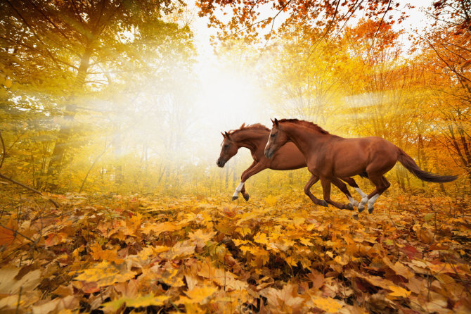 Fotolia nuotr./Šoliuojantys žirgai.