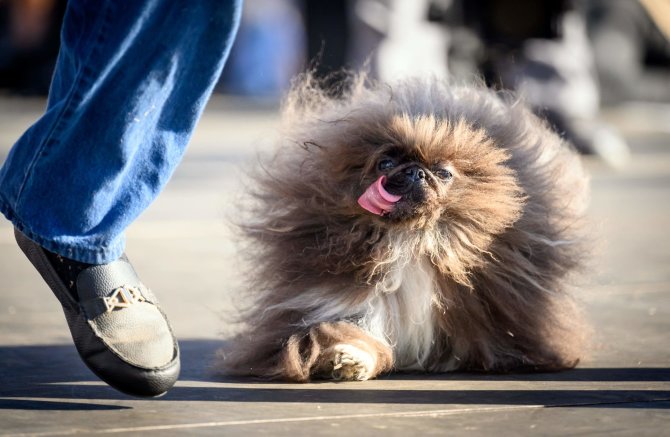 AFP/„Scanpix“ nuotr./Paskelbtas konkurso „Bjauriausias pasaulio šuo“ nugalėtojas