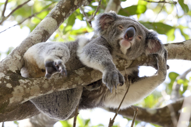 123rf.com nuotr./Besiilsinti koala Australijoje
